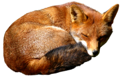 President Fox